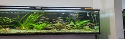 Other/Mixed Breed fish for sale: 182 litre aqua one full set up  - Advert 1