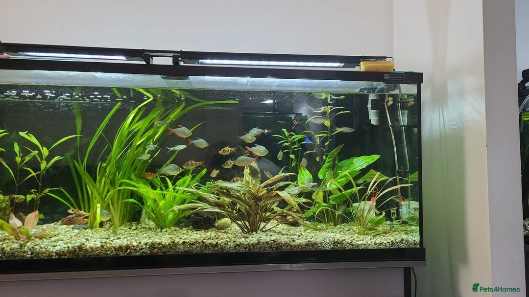Other/Mixed Breed fish for sale: 182 litre aqua one full set up  - Advert 1
