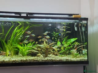 Other/Mixed Breed fish 182 litre aqua one full set up - Advert 9