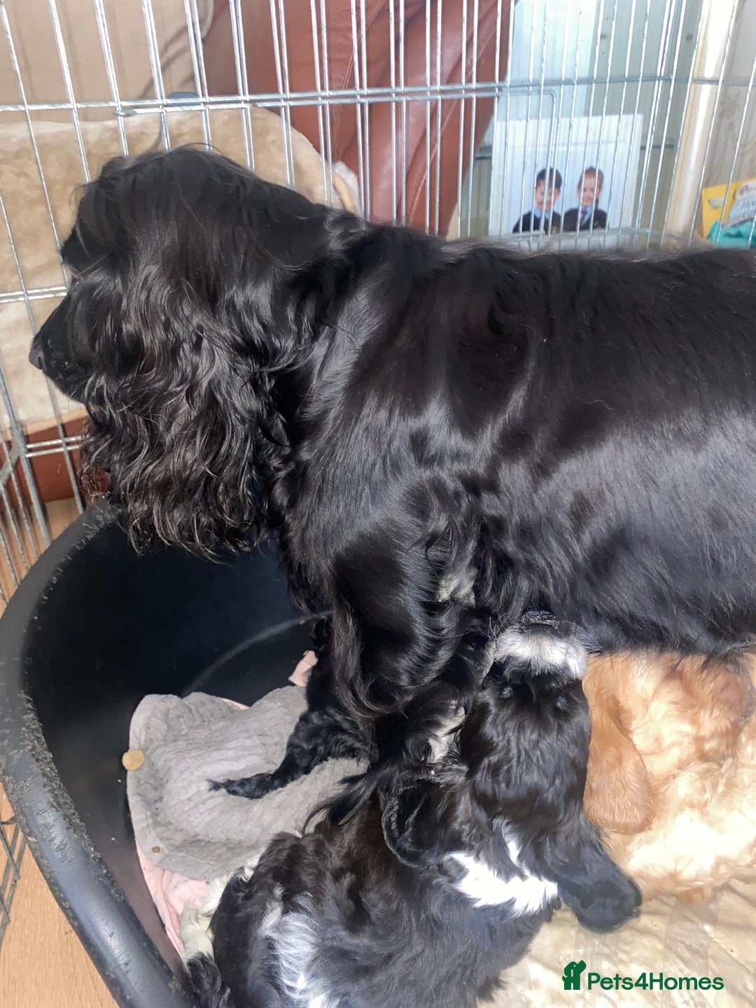 Cockapoo dogs for sale: F1 cockerpoos  - Image 7