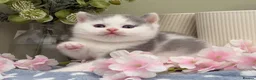 British Shorthair cats for sale: Stunning British Shorthair kittens  - Advert 9