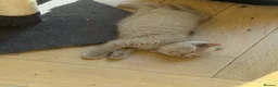 British Shorthair cats for sale: 3 gorgeous female lilac British shorthair kittens - Advert 3