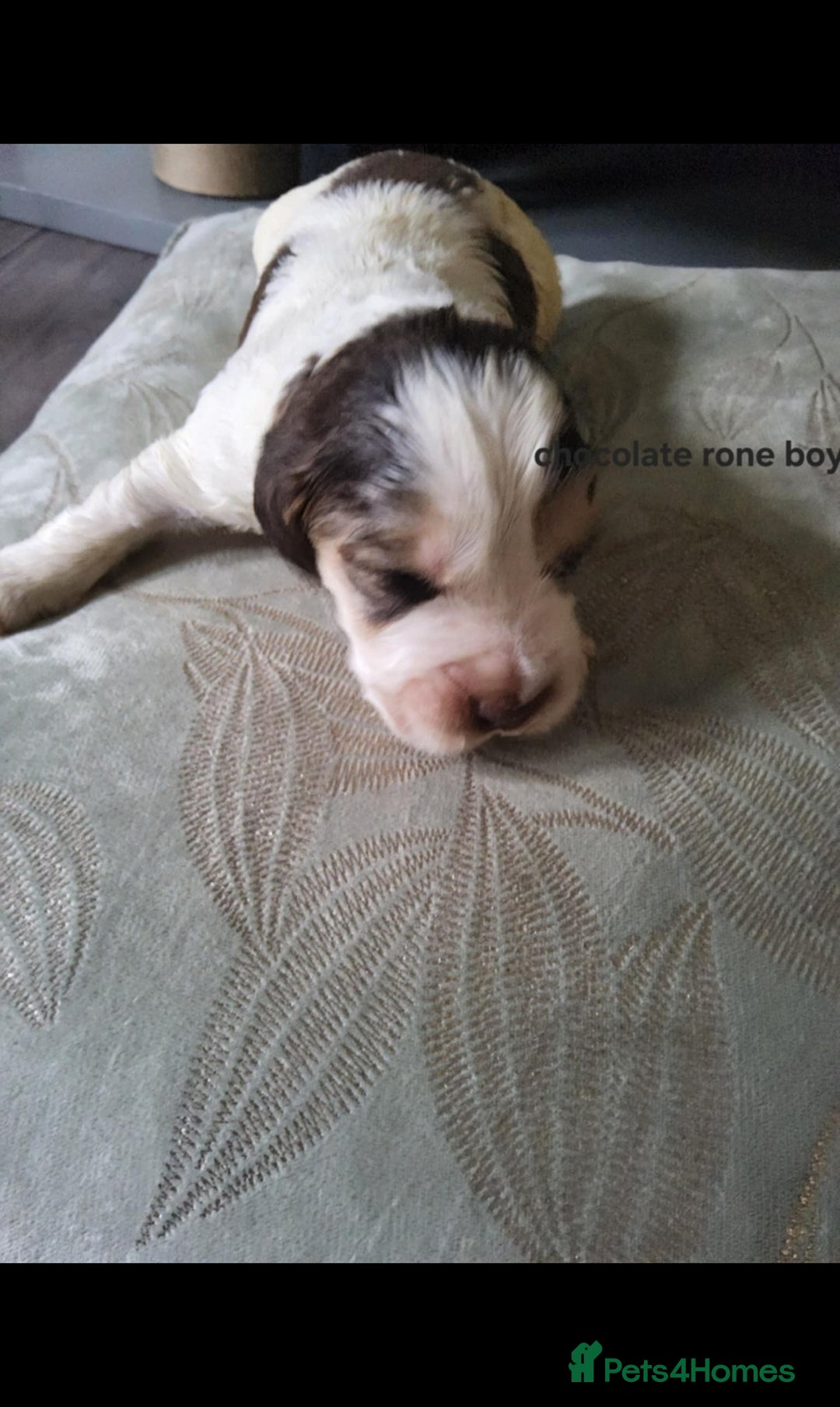 Cocker Spaniel dogs for sale: Show cocker spaniel  - Image 9
