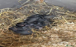 Vienna rabbits for sale: baby viennas ready sept in Leighton Buzzard - Image 2