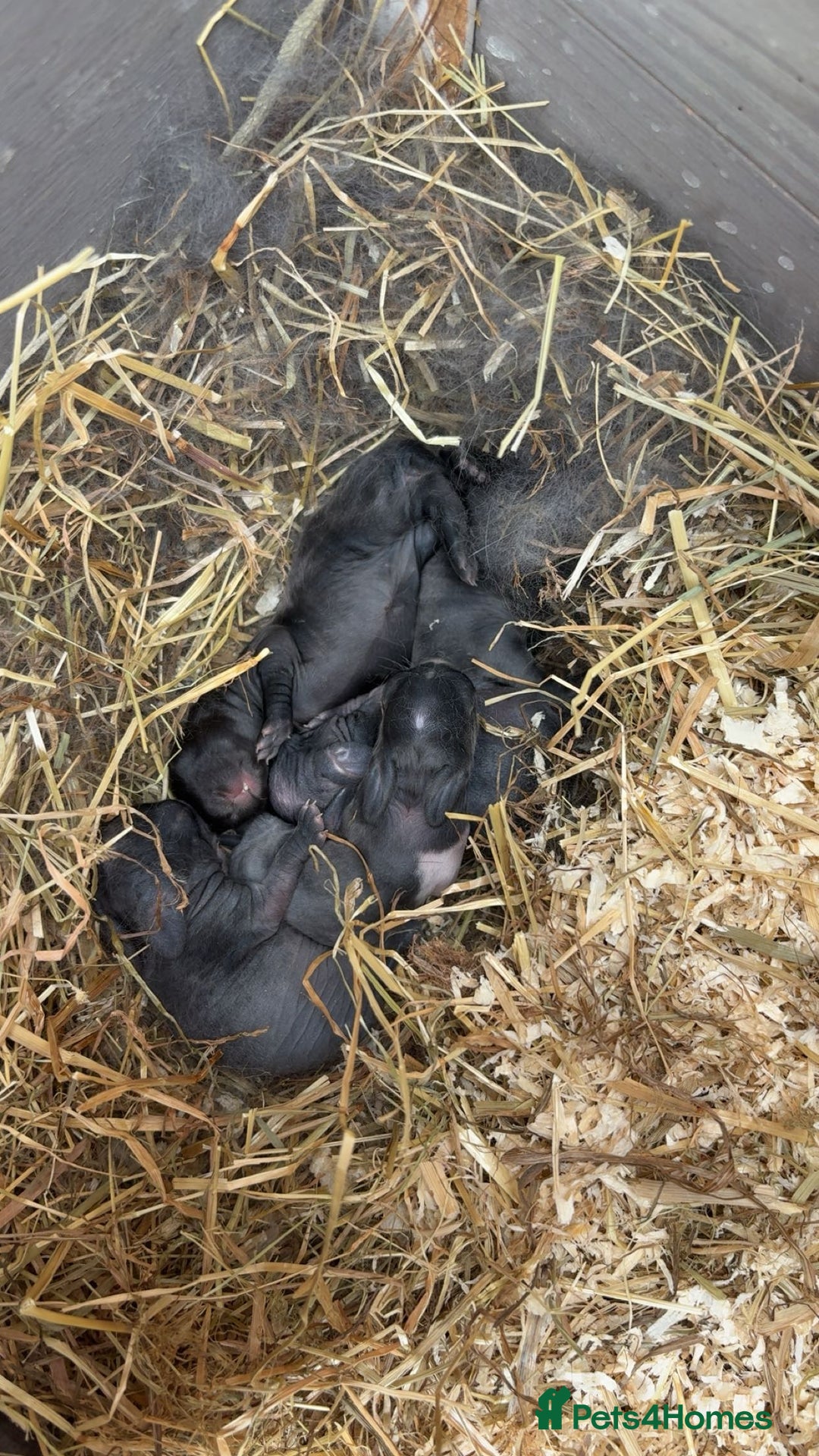 Vienna rabbits for sale: baby viennas ready sept in Leighton Buzzard - Image 2
