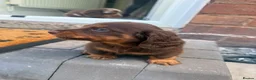 Dachshund dogs for sale: Dachshund for sale in Stourport-on-Severn - Advert 3