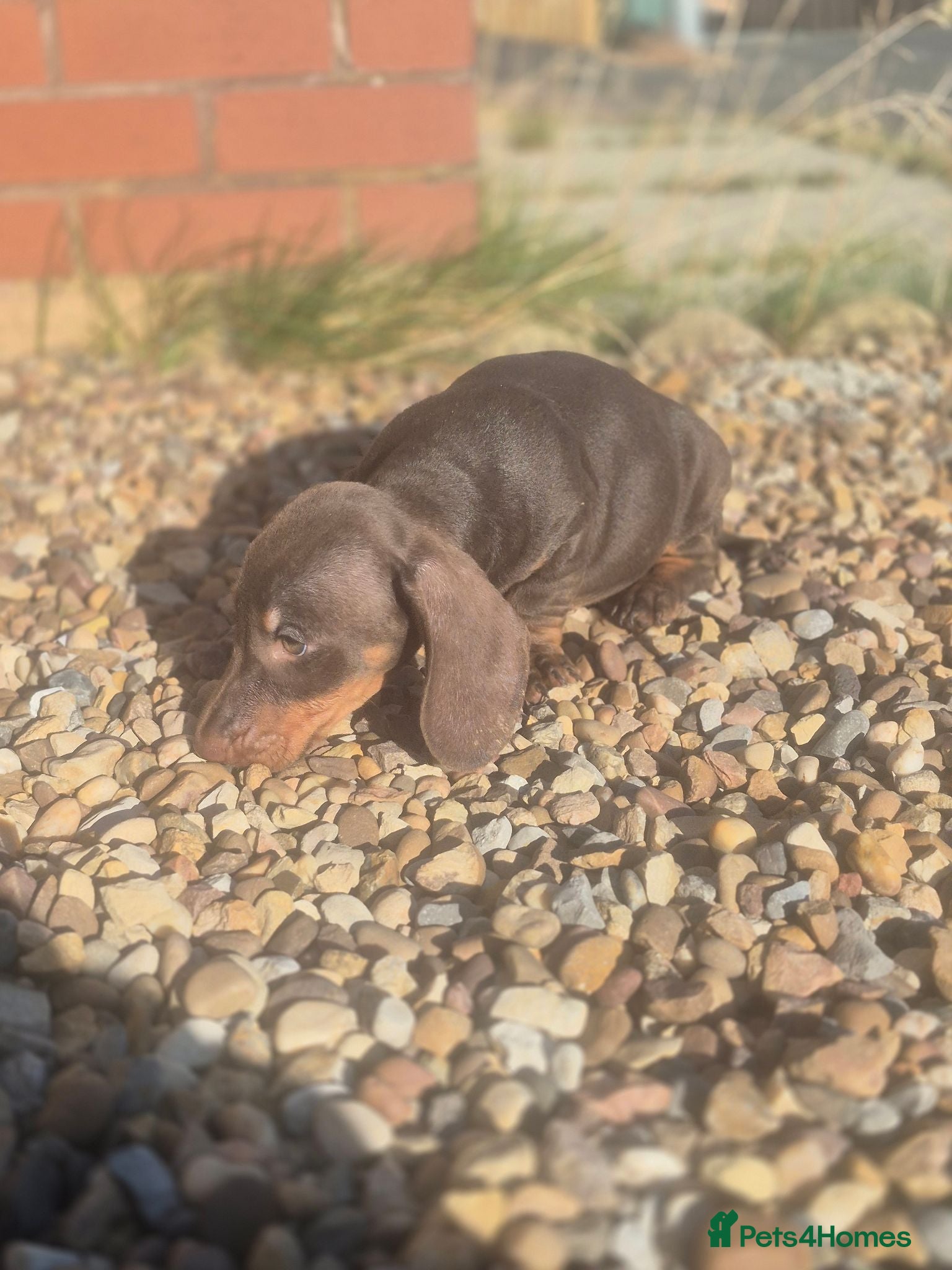 Dachshund dogs Chocolate & Tan Miniature Dachshund plus more - Advert 2