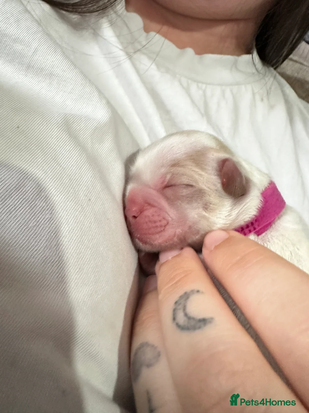 Shih Tzu dogs for sale: Imperial Shih Tzu X Shorkie Puppies!! - Advert 2