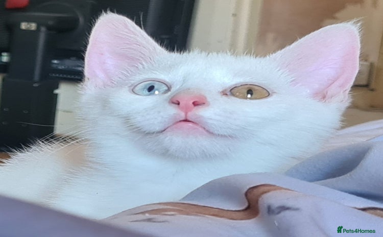 European cats in Birmingham - Advert 1
