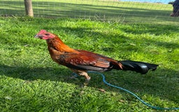 Chickens poultry for sale: Old english gamefowl stag - Image 1