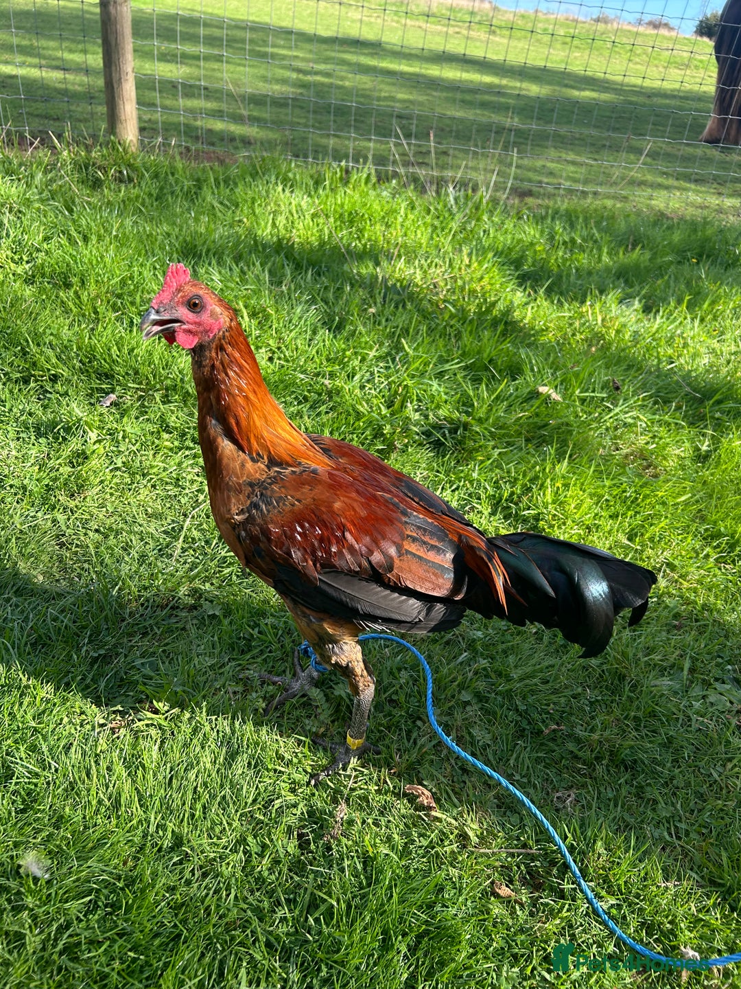 Chickens poultry for sale: Old english gamefowl stag - Image 1