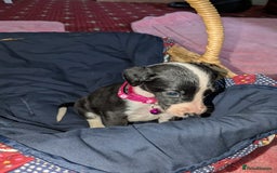 Mixed Breed dogs for sale: Saluki whippets  - Image 13