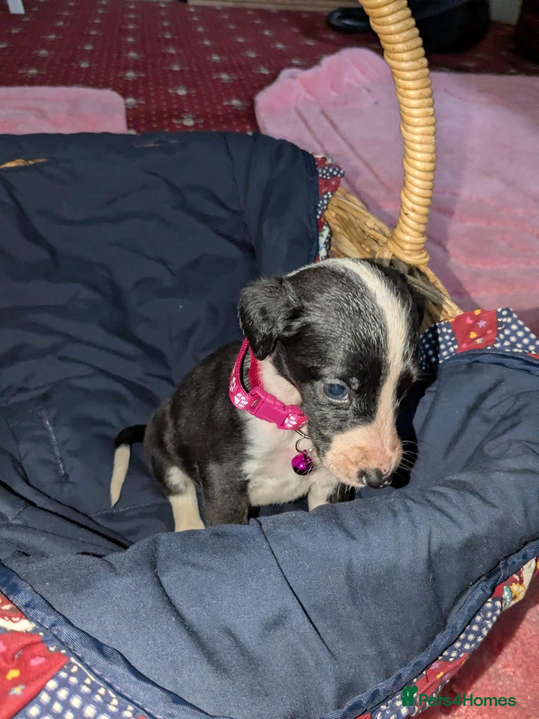 Mixed Breed dogs for sale: Saluki whippets  - Image 13