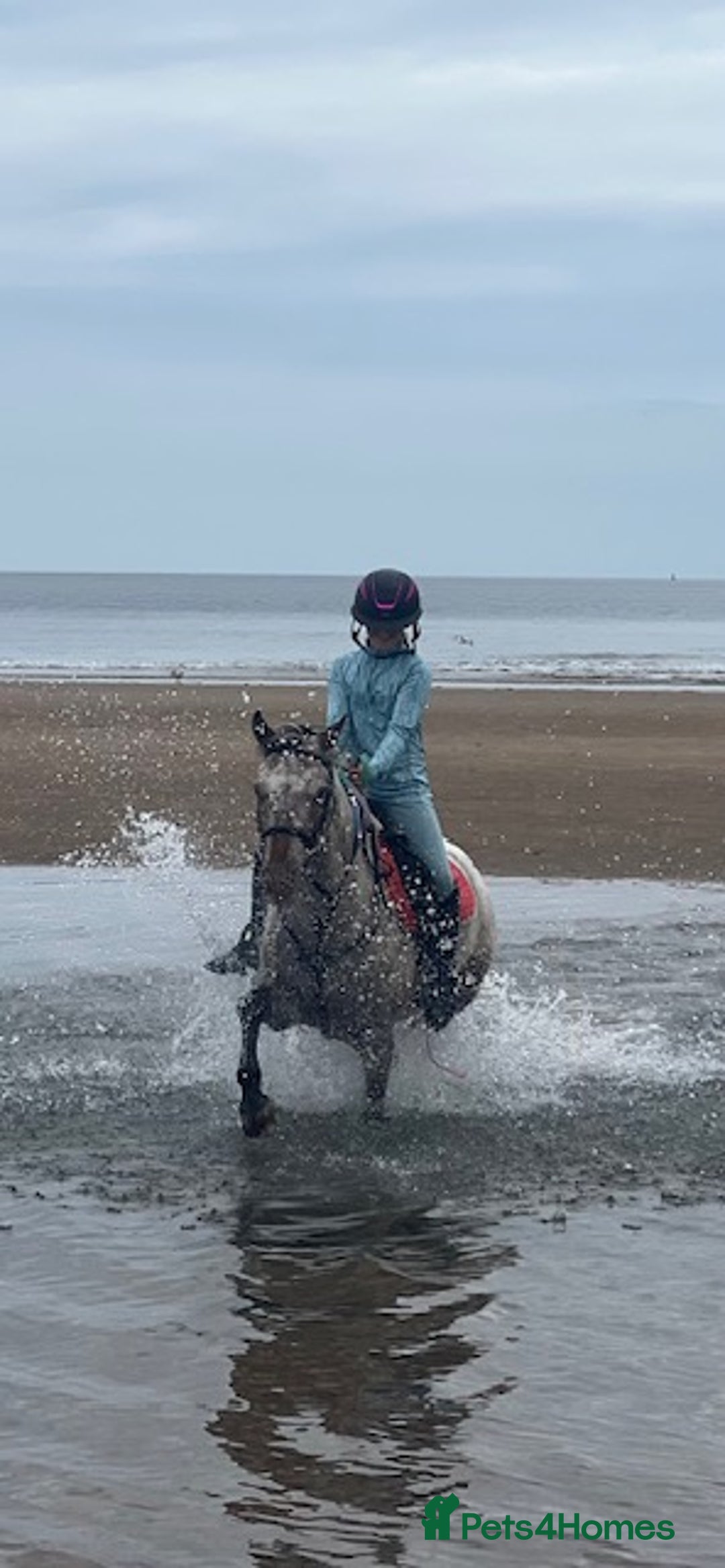 Appaloosa horses for sale: 13.1 hh Appaloosa Mare  - Image 25