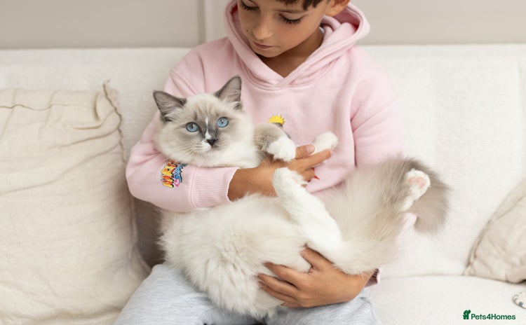 Ragdoll cats - Advert 7