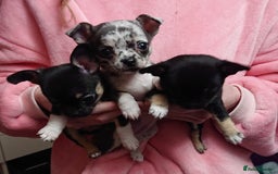 Mixed Breed dogs for sale: Chihuahua with a bit of French Bulldog puppies - Advert 5