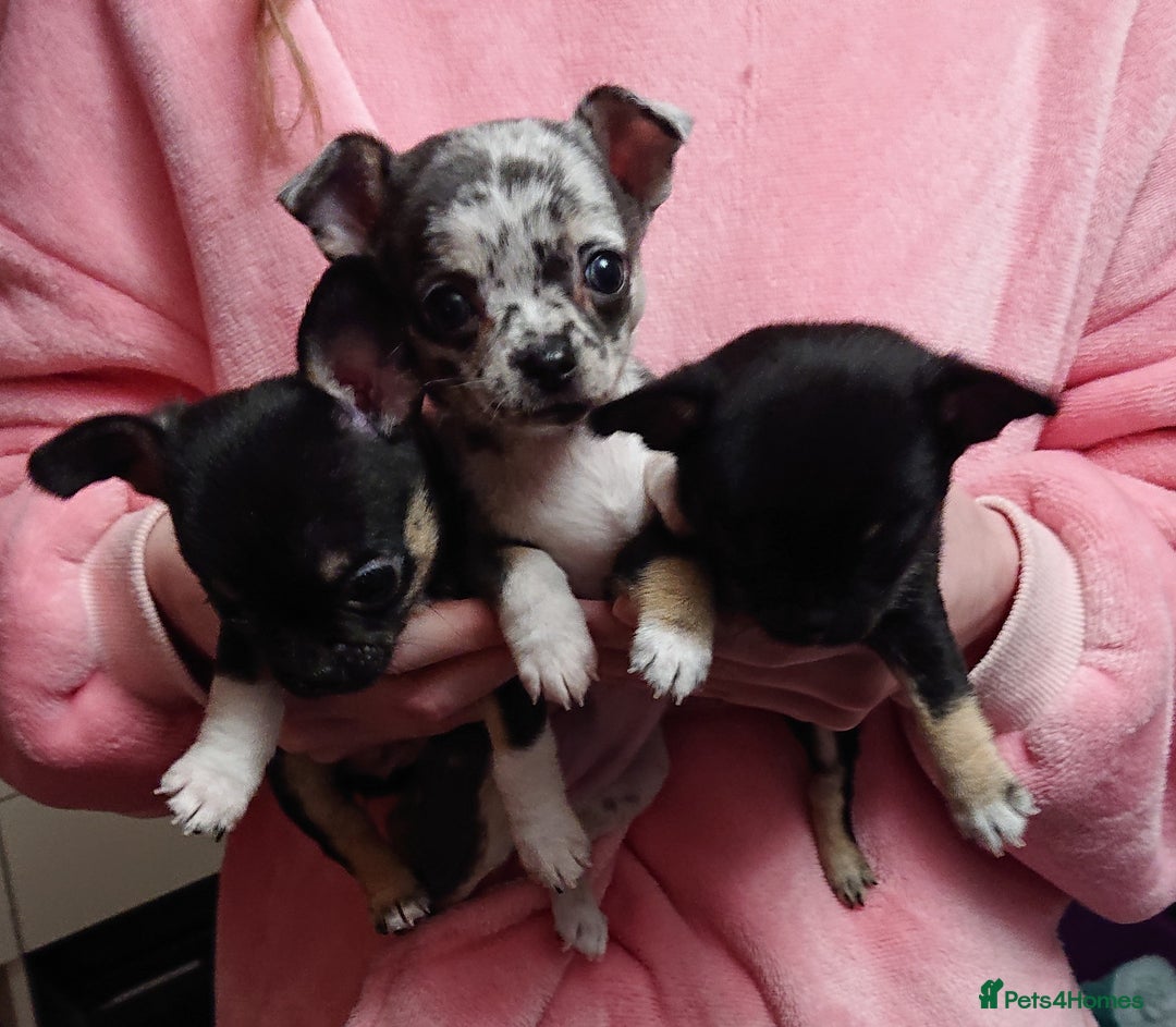 Mixed Breed dogs for sale: Chihuahua with a bit of French Bulldog puppies - Advert 5