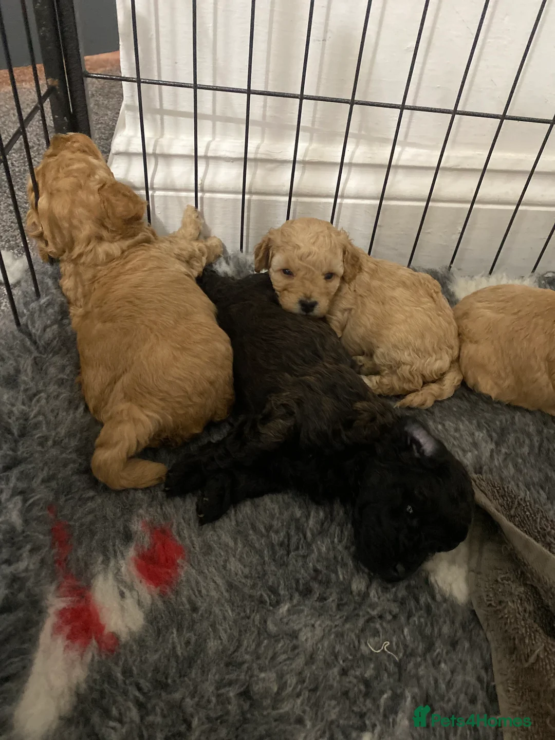 Toy Poodle dogs for sale: Toy Poodles KC Registered Health Tested Parents - Advert 19