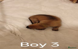 Mixed Breed dogs for sale: German Staffy Litter Available 12/10/25 - Image 5