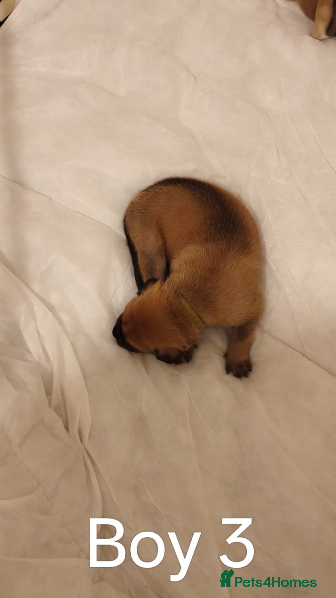 Mixed Breed dogs for sale: German Staffy Litter Available 12/10/25 - Image 5