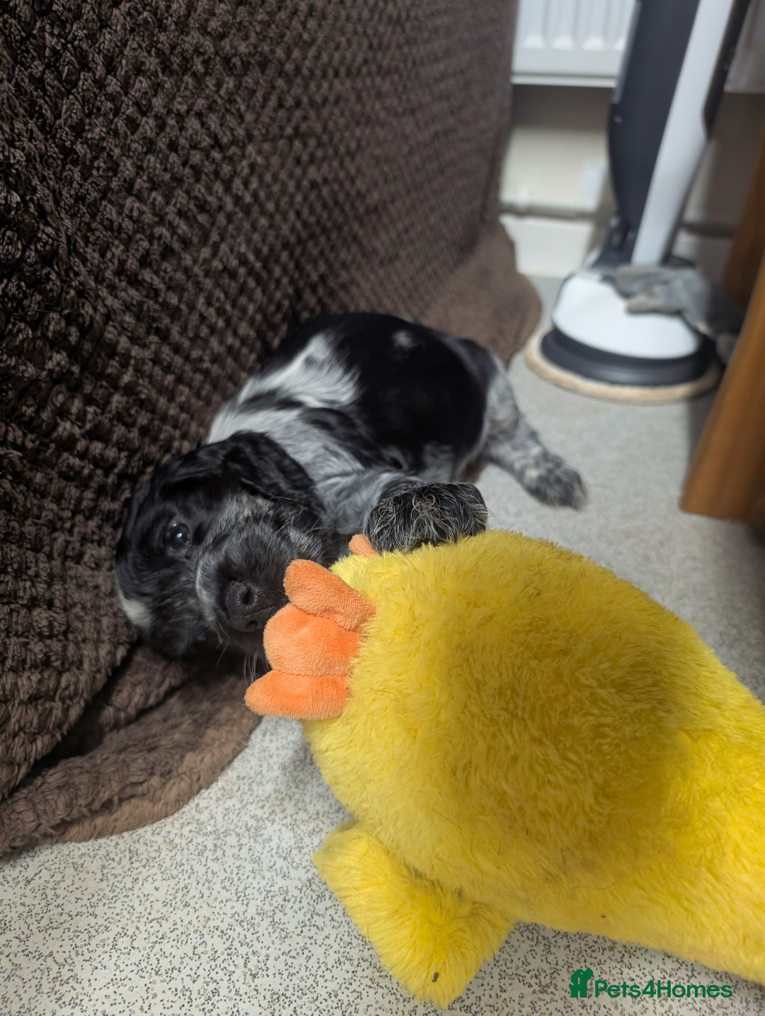 Cocker Spaniel dogs for sale: Beautiful Show Cocker Puppies. Health tested.  - Advert 9