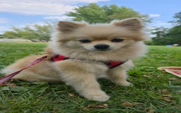 Pomeranian dogs for sale: Female Pomeranian  - Image 3
