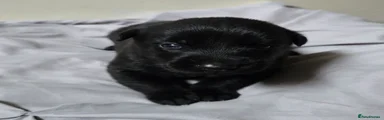 Puppy 2