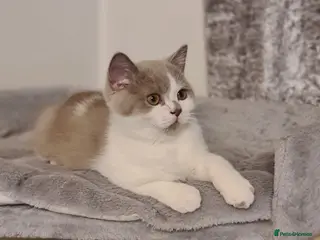 British Shorthair cats Ready Now 💙British ShortHair kitten GCCF - Advert 13