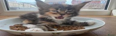Maine Coon 2