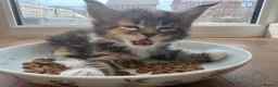 Maine Coon cats for sale:  Maine Coon Kittens  - Advert 2