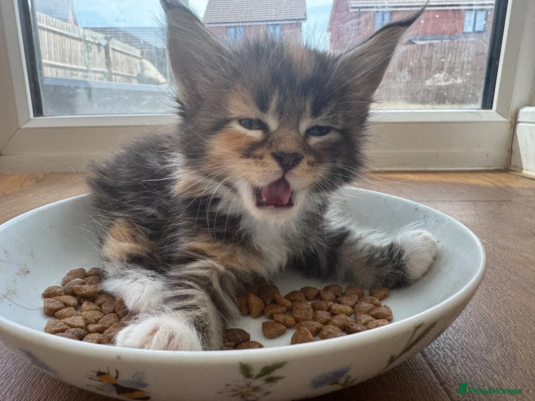 Maine Coon cats for sale:  Maine Coon Kittens  - Advert 2