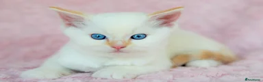 Ragdoll Kitten 1