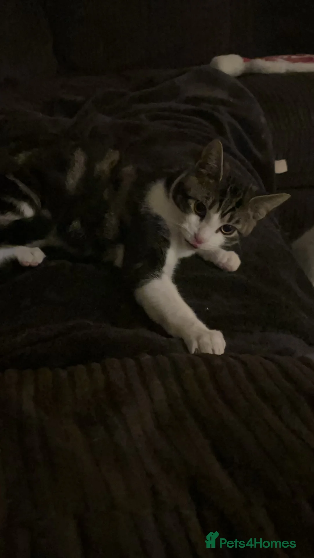 Mixed Breed cats for sale: Ragdoll mixed breed kitten  - Advert 2