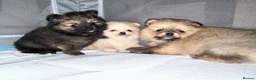Pomeranian dogs for sale: Pomeranian puppies  - Advert 8