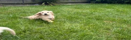 Miniature Dachshund dogs for sale: LAST ONE Long coat Cream miniature dachshund - Advert 19