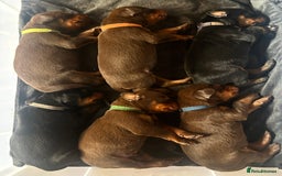 Dobermann dogs for sale: Dobermann puppies Champion bloodline, kc reg - Image 7