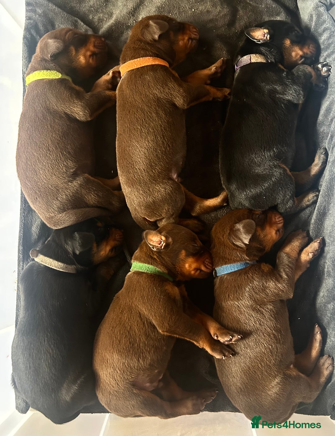 Dobermann dogs for sale: Dobermann puppies Champion bloodline, kc reg - Image 7