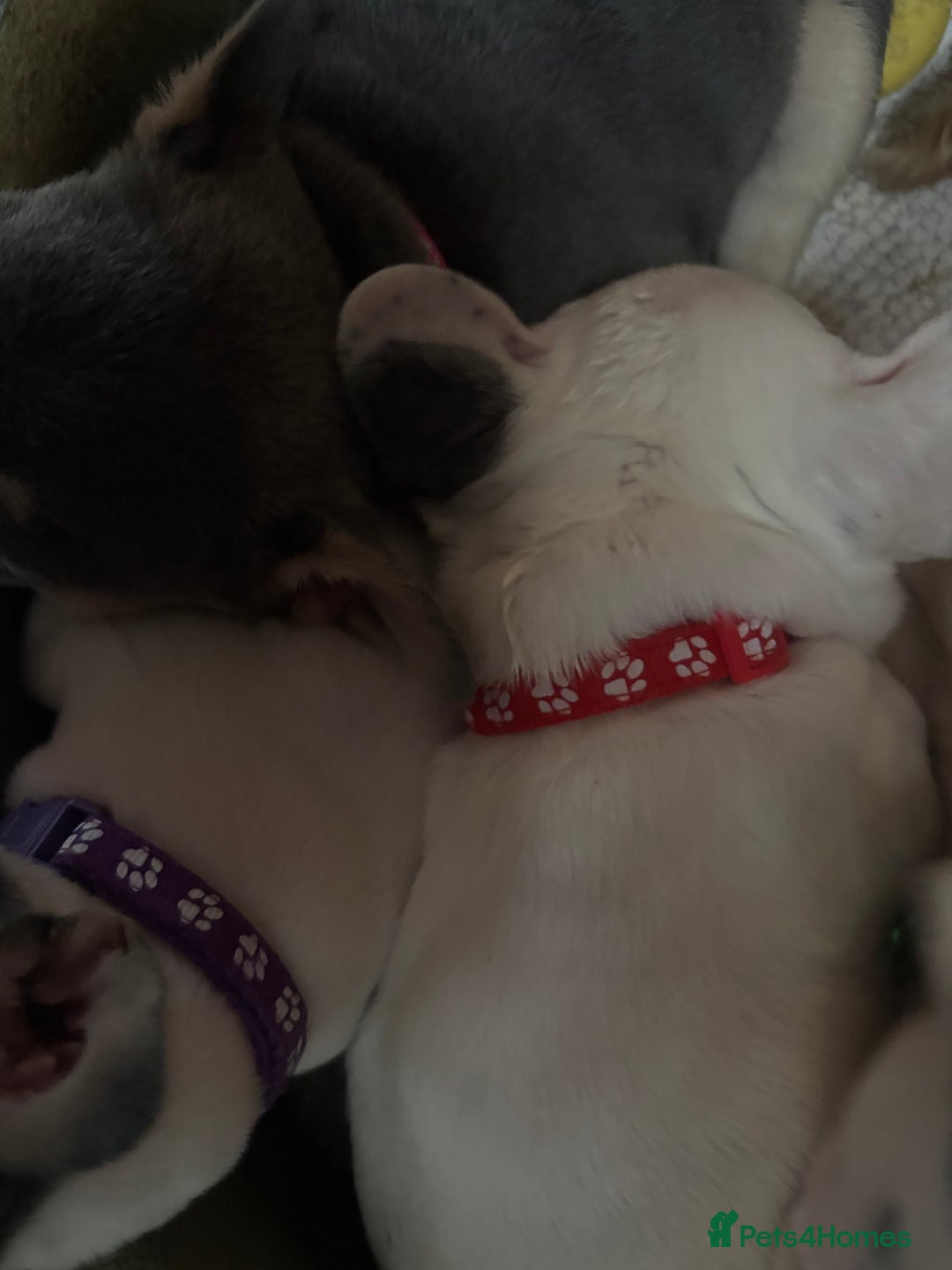 French Bulldog dogs for sale: Chunky French bulldog pups 4 girls  - Image 13
