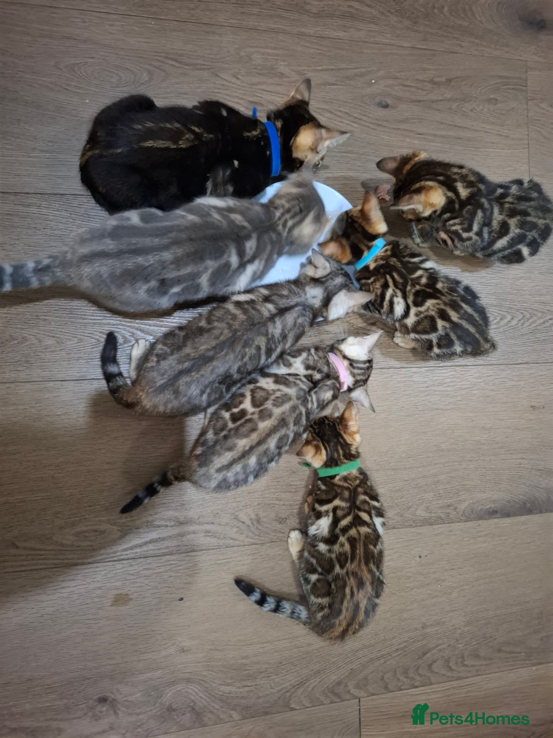 Bengal cats for sale: Last stunning Blue pure bengal kitten available! - Advert 9