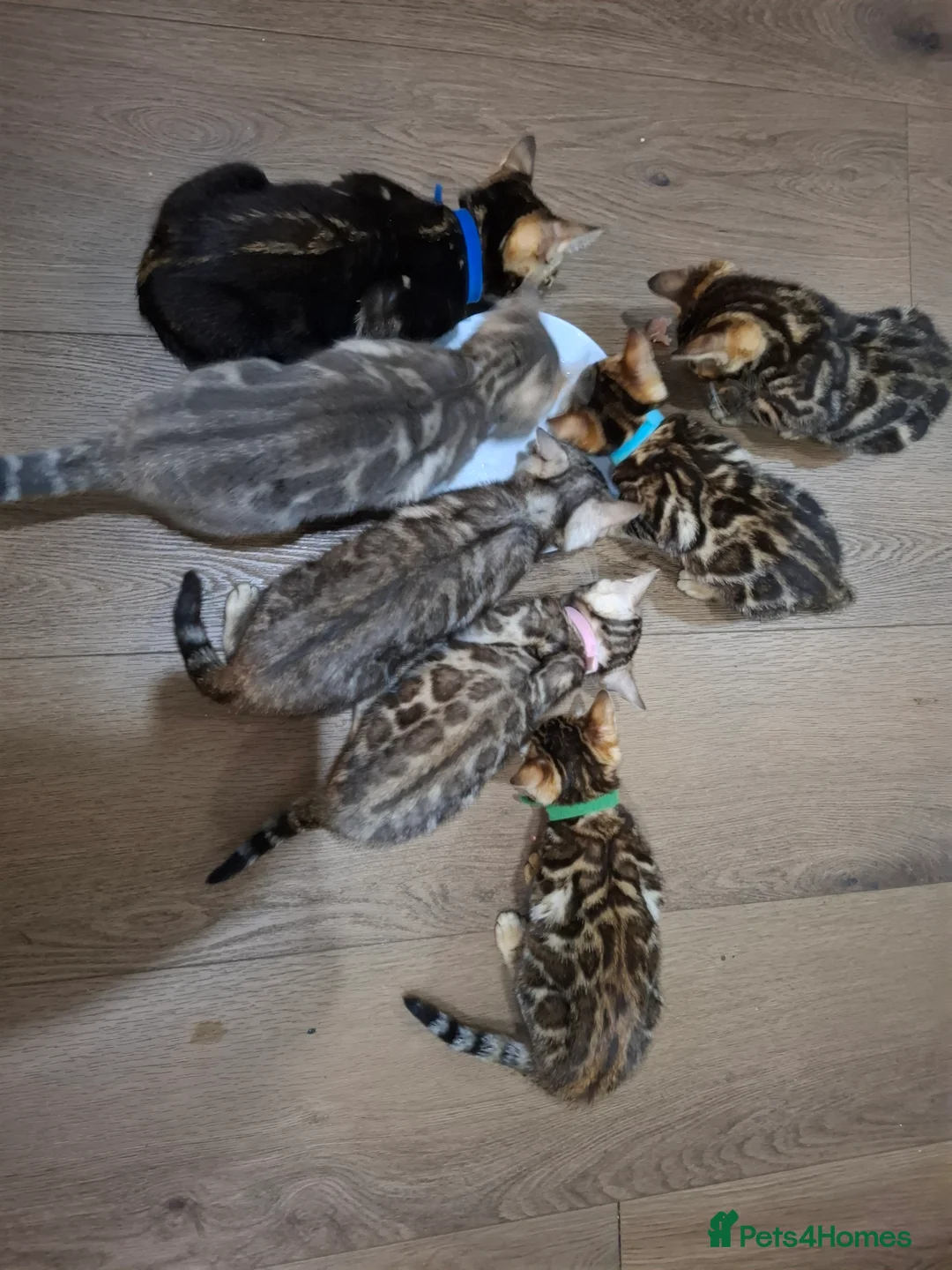 Bengal cats for sale: Stunning Blue pure bengal kittens - Advert 9