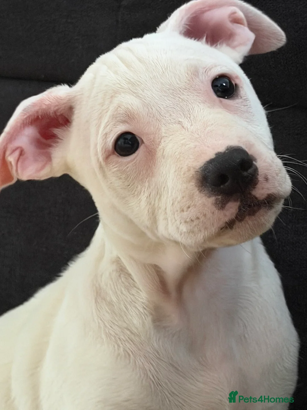 Staffordshire Bull Terrier dogs for sale: Staffy puppy  - Advert 4