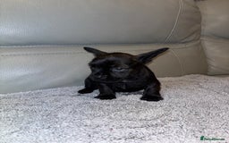 Mixed Breed dogs for sale: Rare Frenchie and Yorkie Mix litter - Image 8