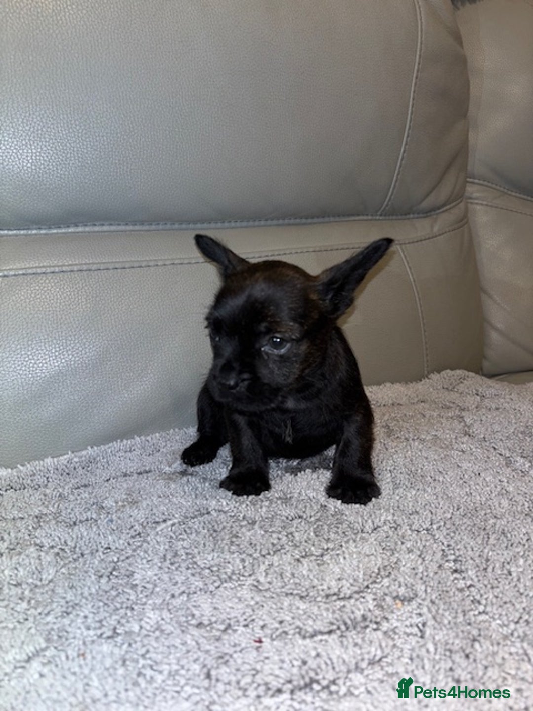 Mixed Breed dogs for sale: Rare Frenchie and Yorkie Mix litter - Image 8