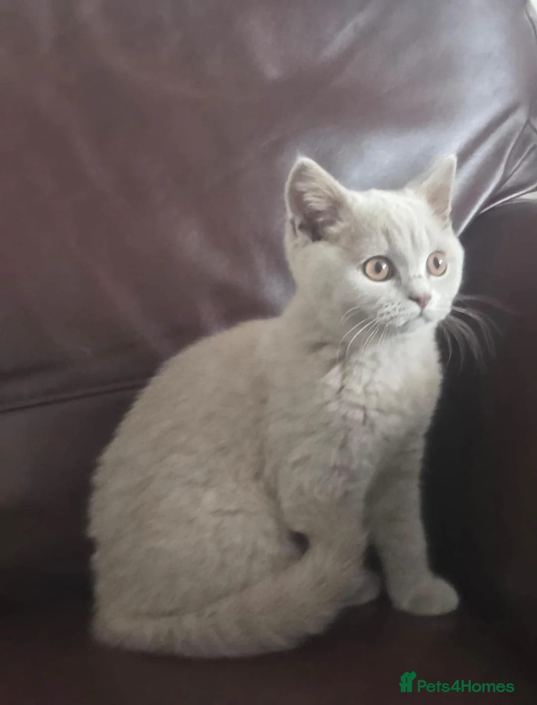 British Shorthair cats for sale: Lilac girl available  - Advert 2