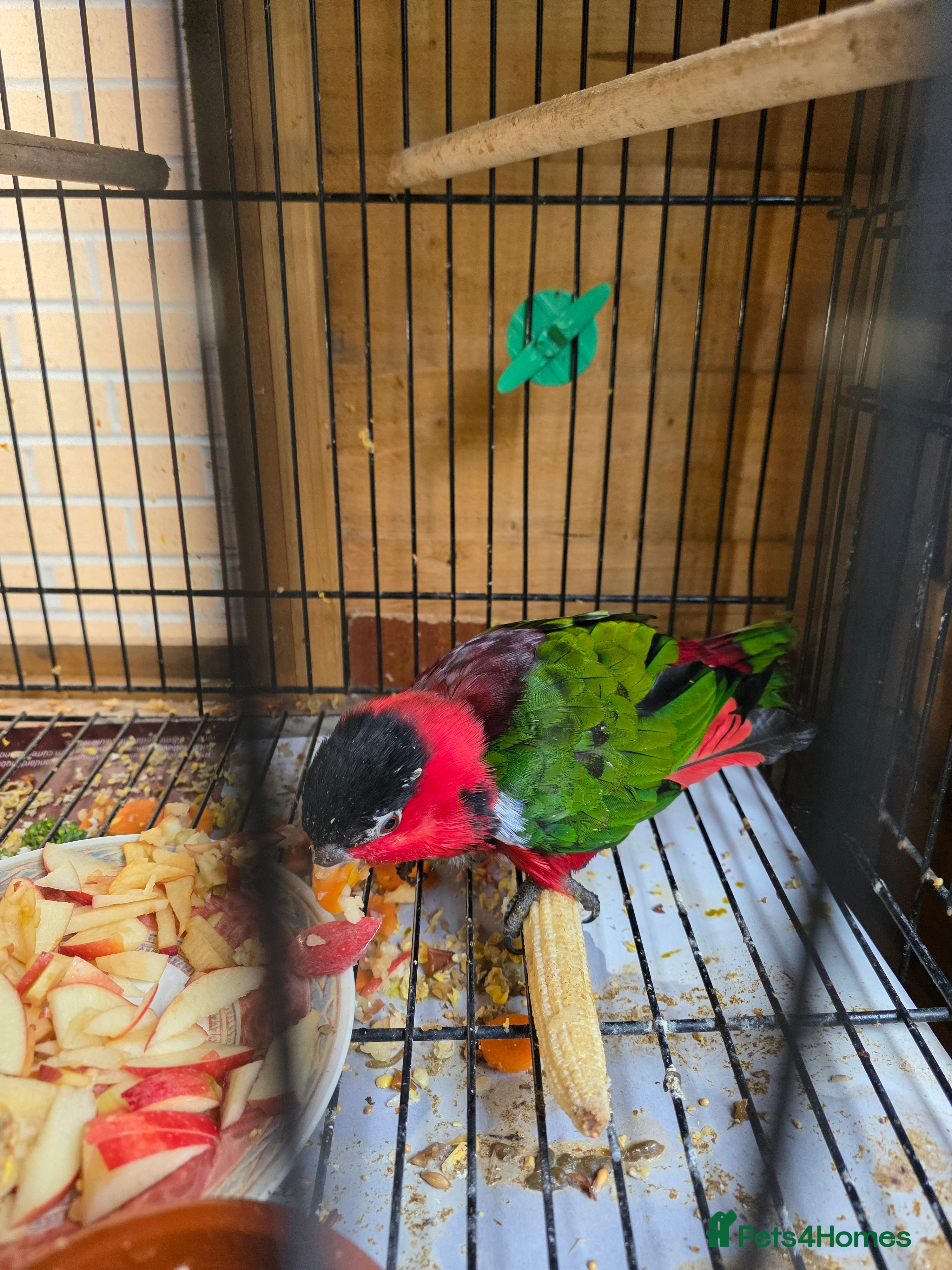 Lorikeets birds Lorikeet in Glasgow - Advert 5