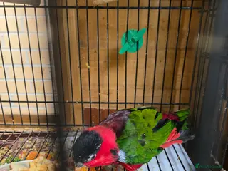 Lorikeets birds Lorikeet in Glasgow - Advert 5