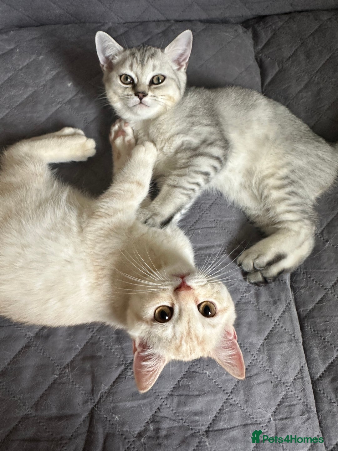 British Shorthair cats for sale: Stunning British Shorthair Kittens & adule cat - Image 34
