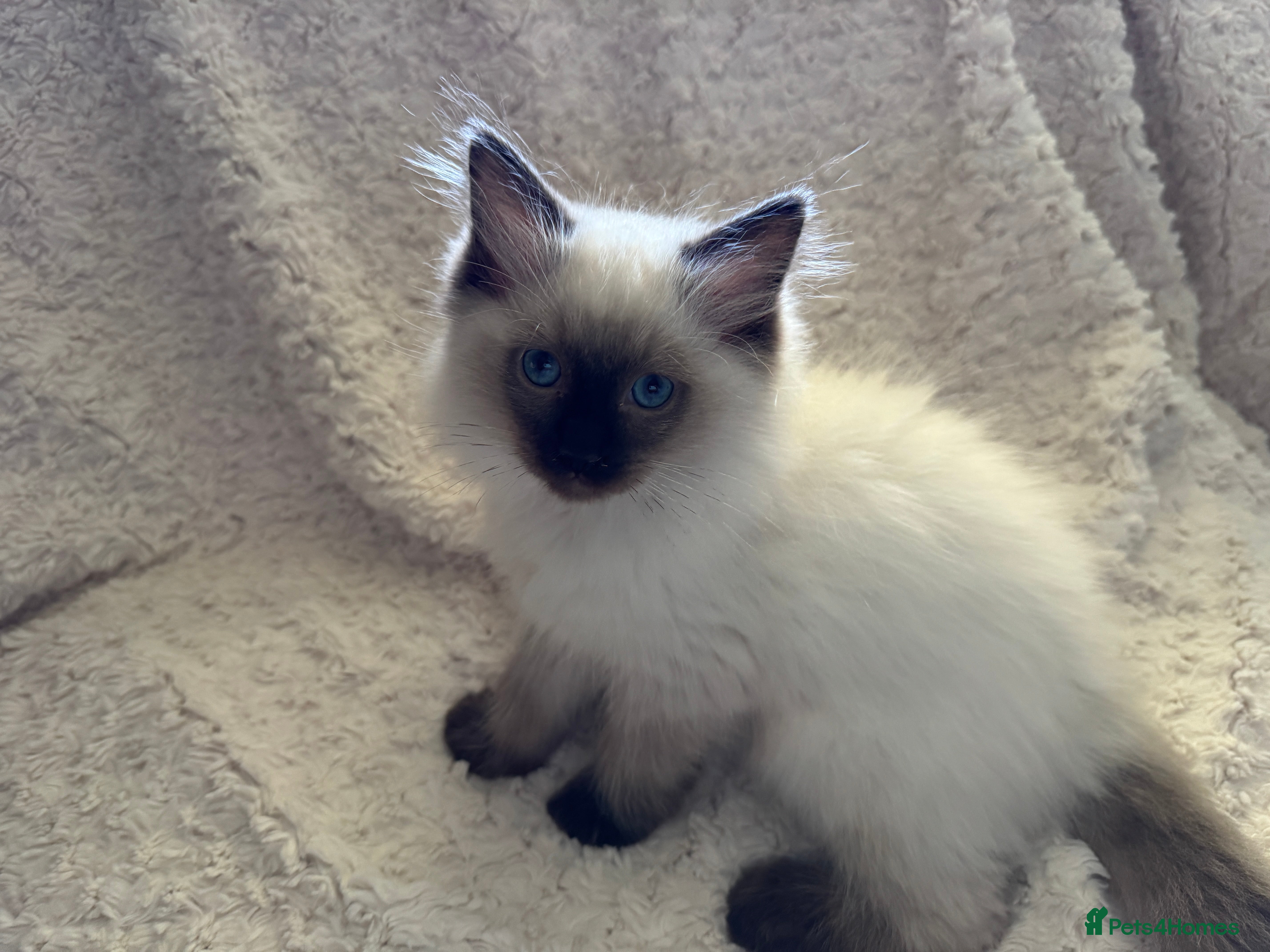 Ragdoll cats Stunning Ragdoll kittens - Advert 2