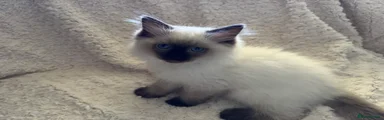 Ragdoll 1