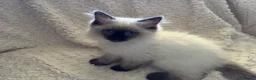 Ragdoll cats for sale: Stunning Ragdoll kittens - Advert 2